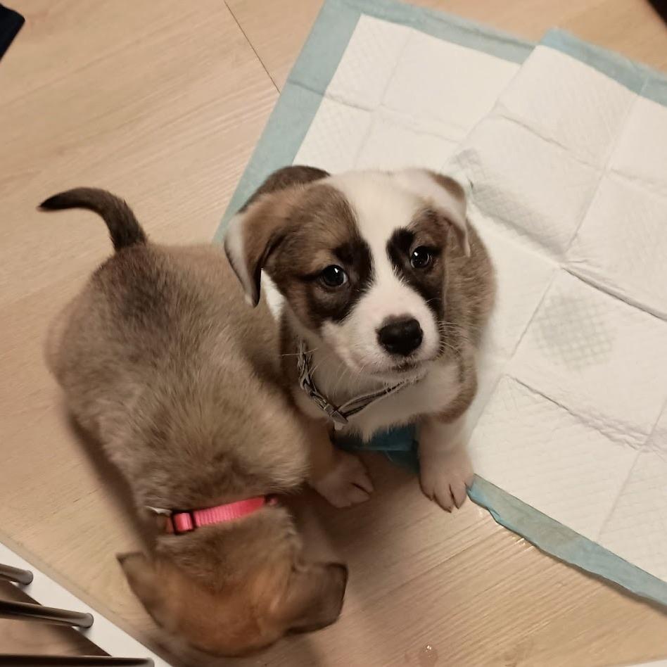 Enlarge Jackson, a Adoptable mixed breed in North Charleston, SC image 4/6