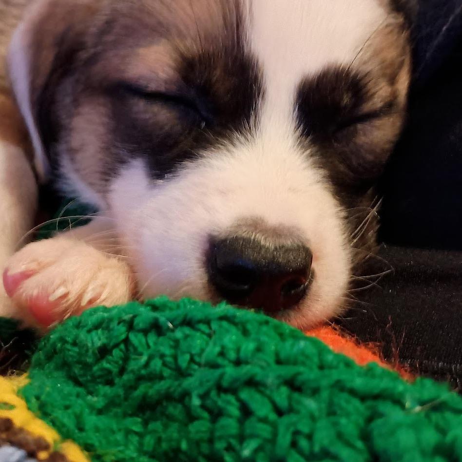 Enlarge Jackson, a Adoptable mixed breed in North Charleston, SC image 5/6