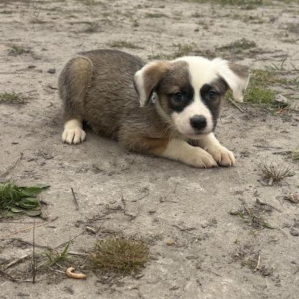 Enlarge Jackson, a Adoptable mixed breed in North Charleston, SC image 6/6
