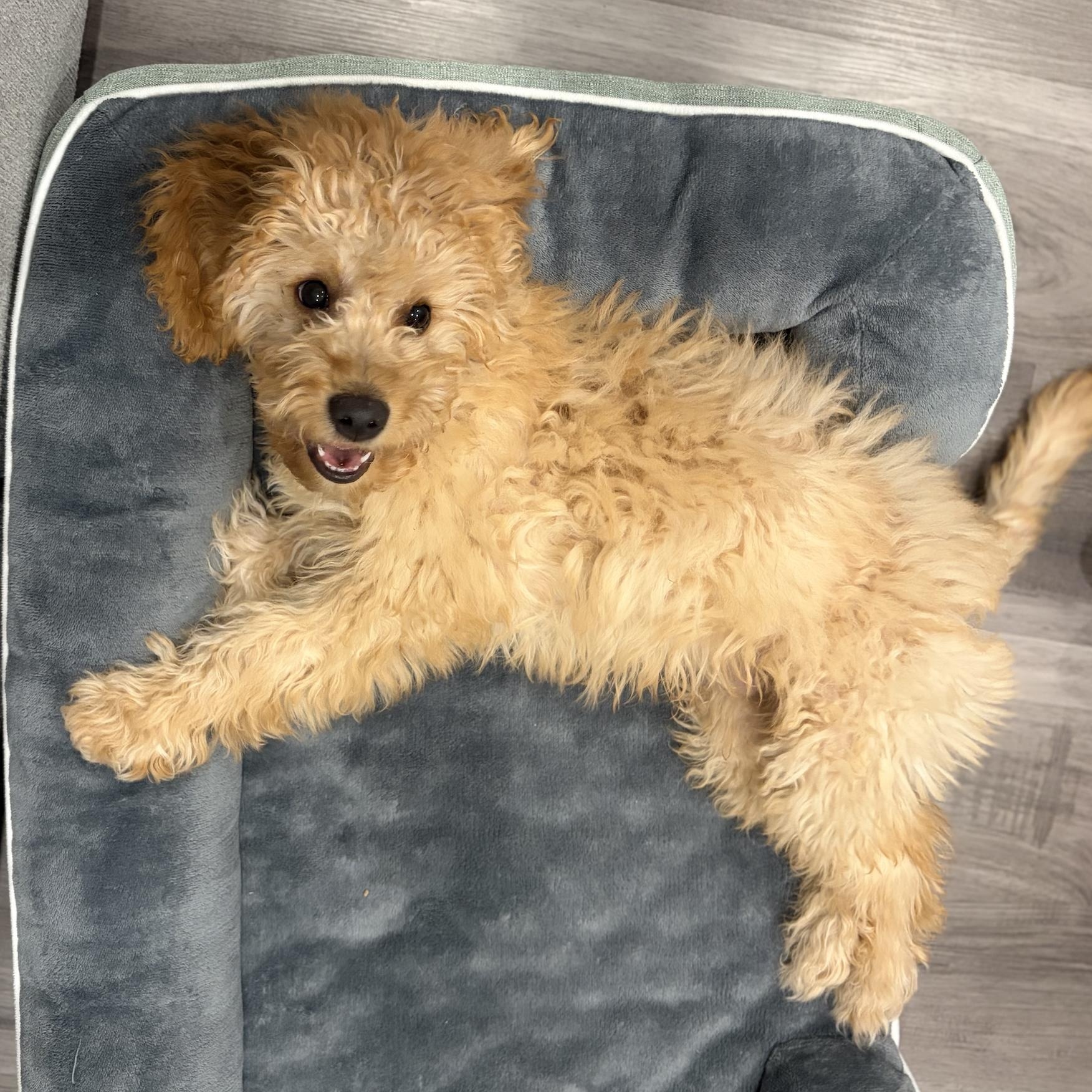 Enlarge Teddy Tot, an adopted mixed breed in Scarborough, ON image 3/5