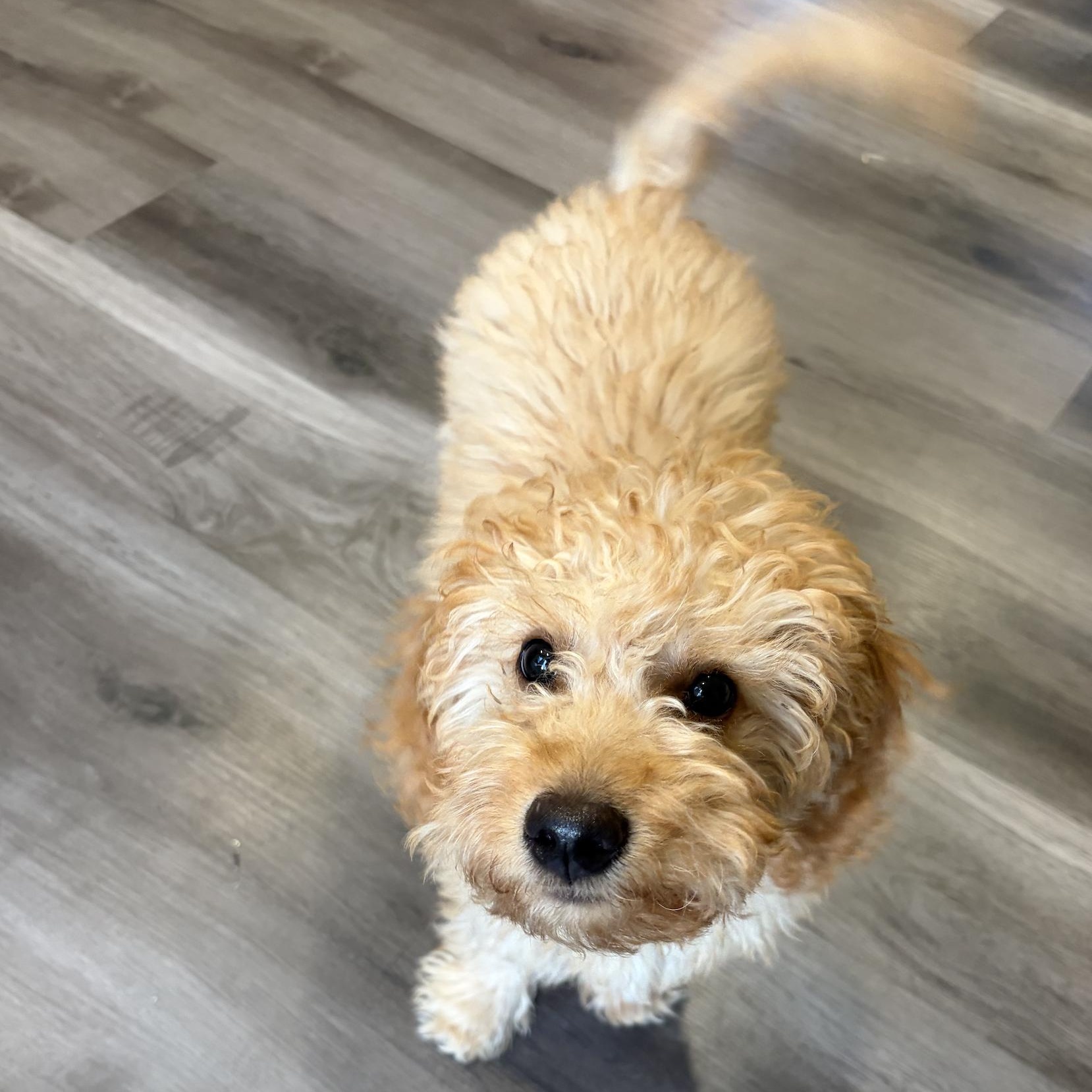 Enlarge Teddy Tot, an adopted mixed breed in Scarborough, ON image 5/5