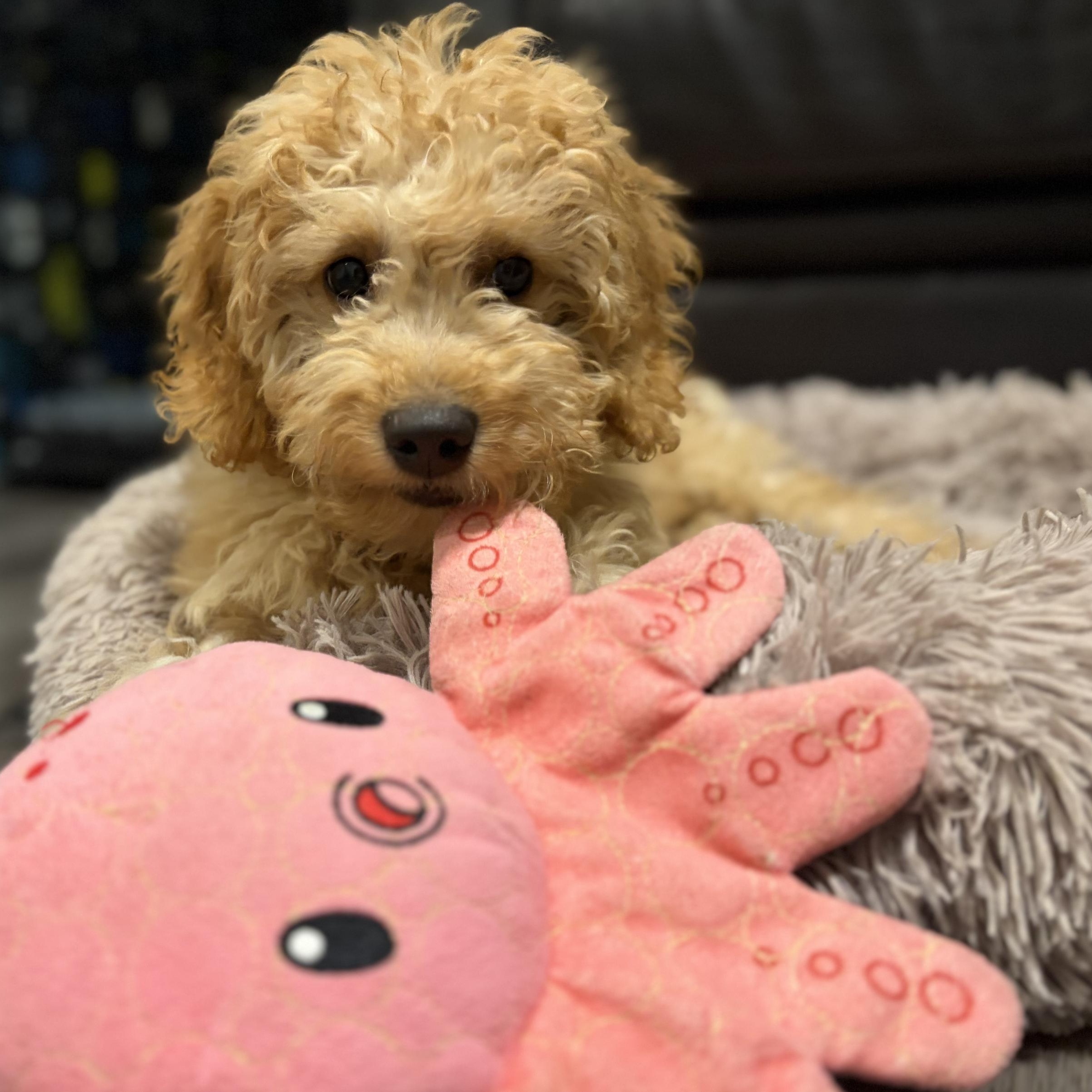 Enlarge Teddy Tot, an adopted mixed breed in Scarborough, ON image 2/5