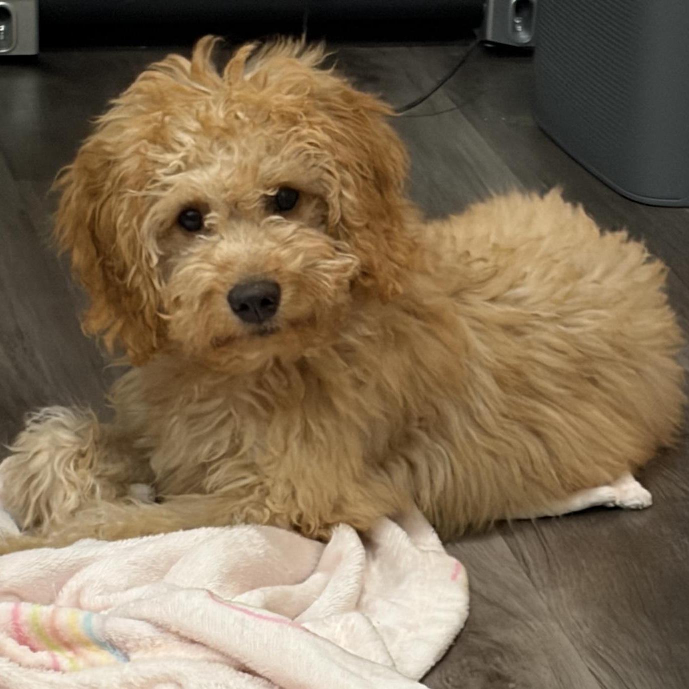 Enlarge Teddy Tot, an adopted mixed breed in Scarborough, ON image 4/5