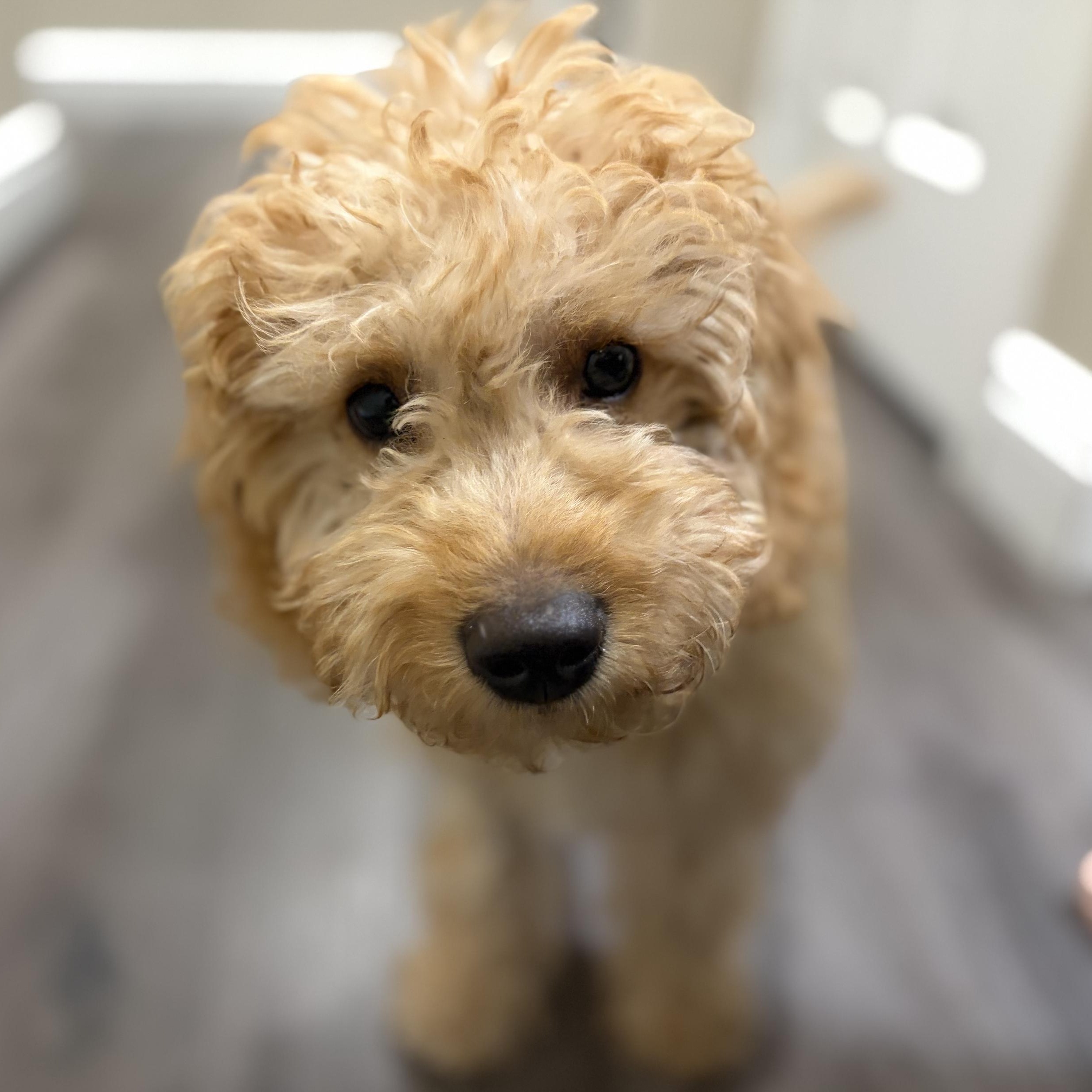 Enlarge Teddy Tot, an adopted mixed breed in Scarborough, ON image 1/5