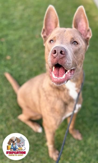 Flint, Adoptable, Adult Male Pit Bull Terrier & Shepherd.