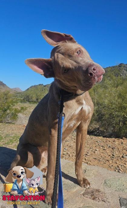 Enlarge Flint, a Adoptable mixed breed in Phoenix, AZ image 2/3