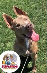 Flint, Adoptable, Adult Male Pit Bull Terrier & Shepherd.