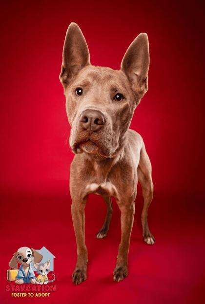 Enlarge Flint, a Adoptable mixed breed in Phoenix, AZ image 3/3