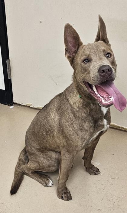 Enlarge Flint, a Adoptable mixed breed in Phoenix, AZ image 3/3
