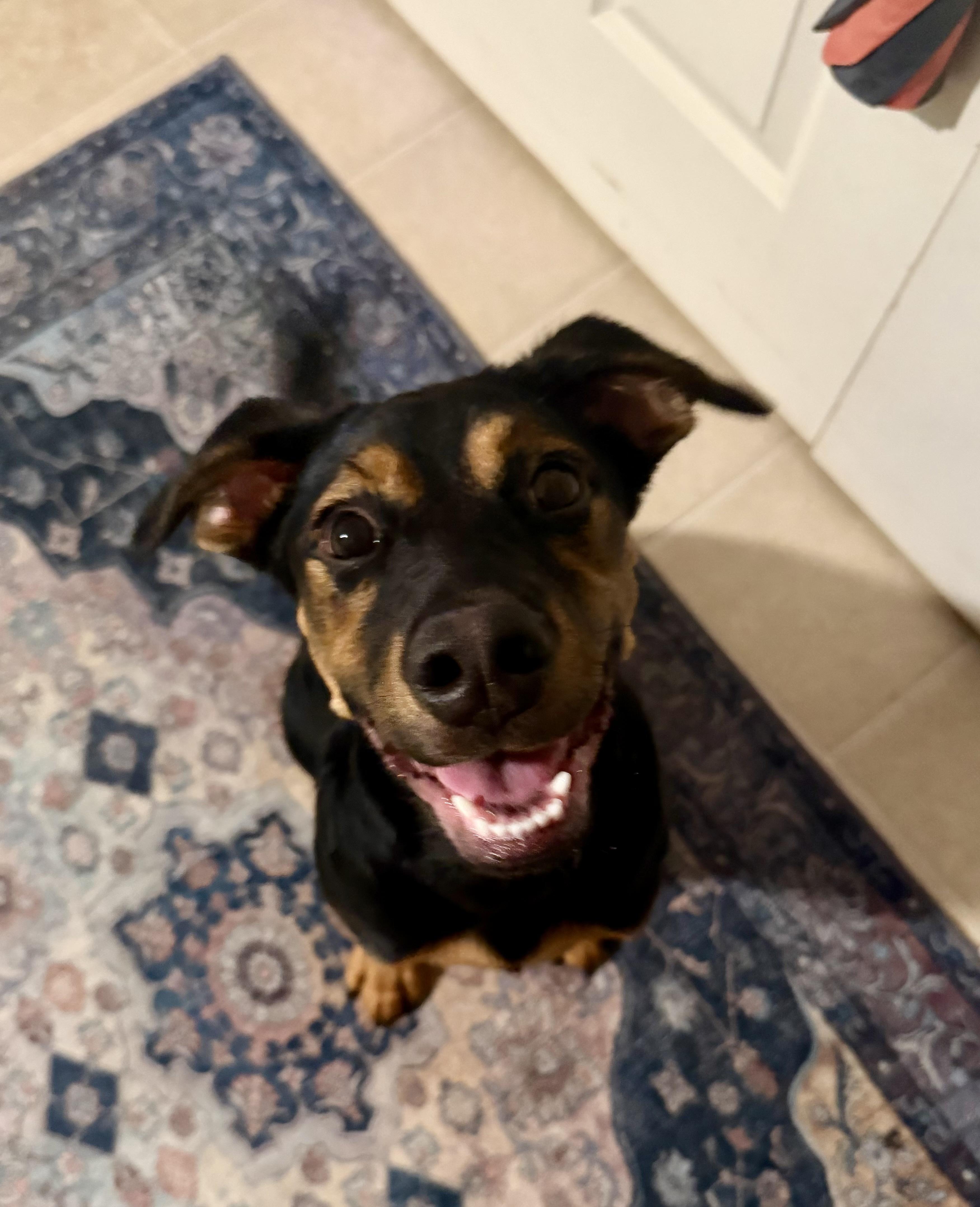 Enlarge Sequoia, a Adoptable mixed breed in Richmond, VA image 3/4