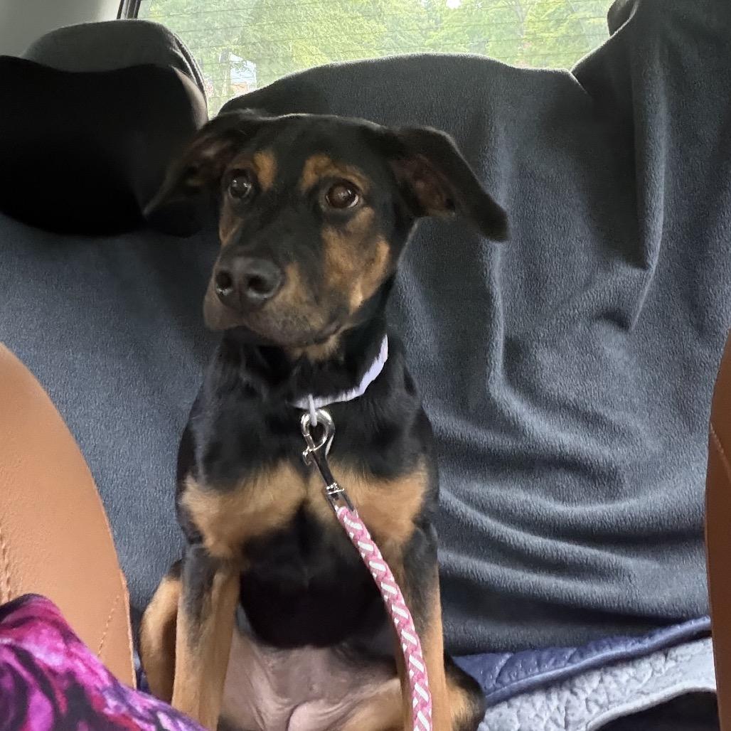 Enlarge Sequoia, a Adoptable mixed breed in Richmond, VA image 2/4