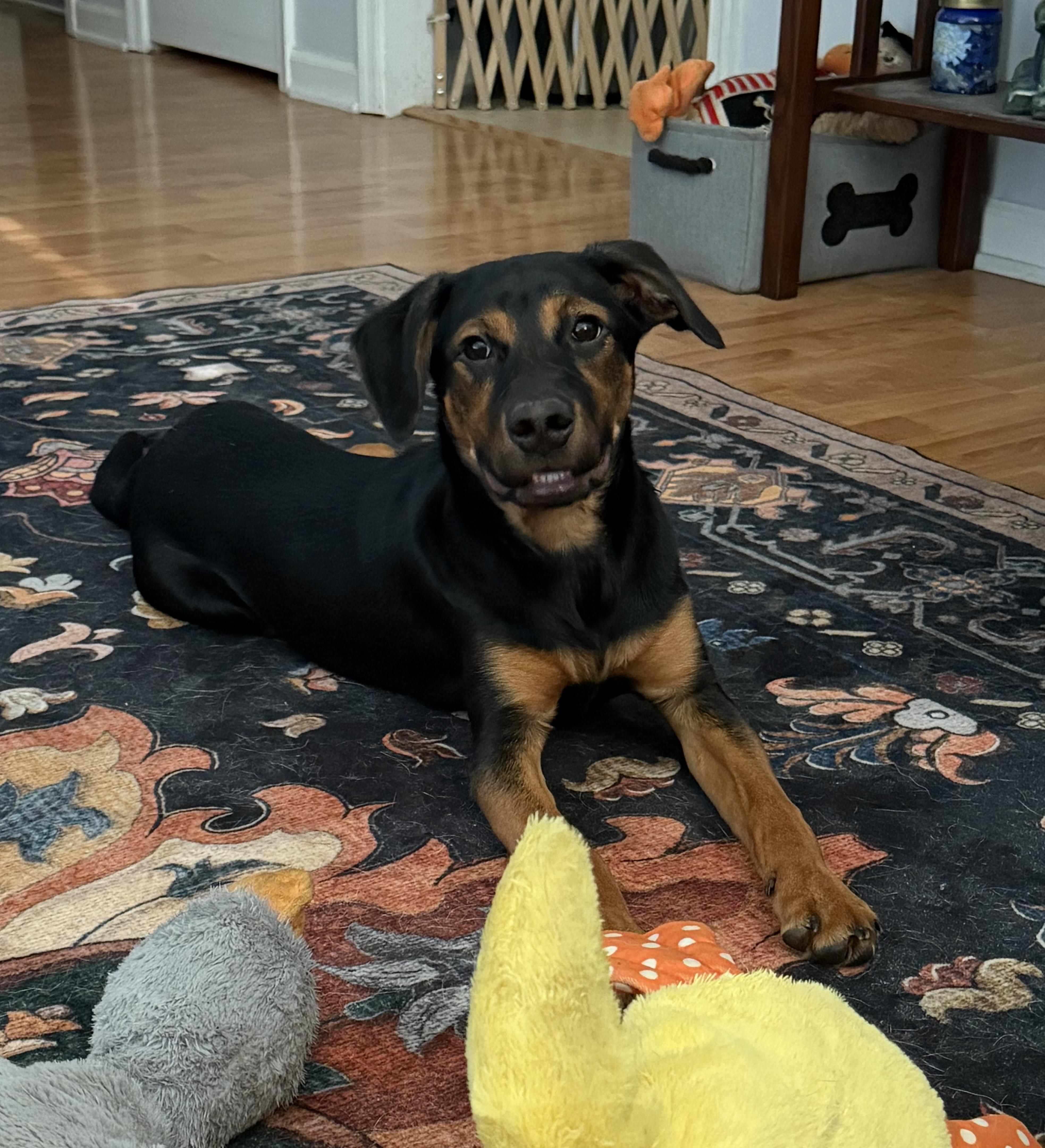 Enlarge Sequoia, a Adoptable mixed breed in Richmond, VA image 4/4