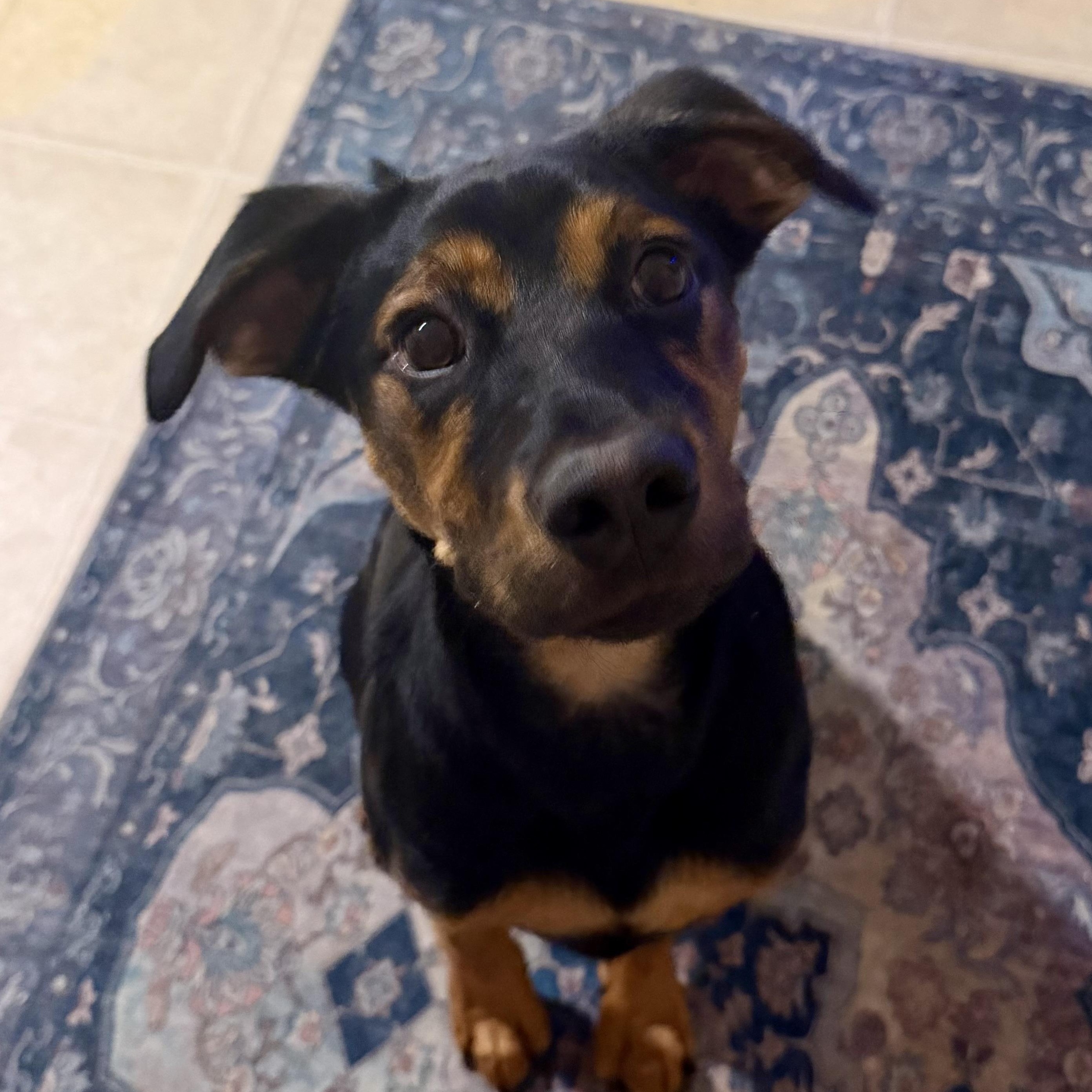 Sequoia, Adoptable, Puppy Female Coonhound & Pit Bull Terrier.