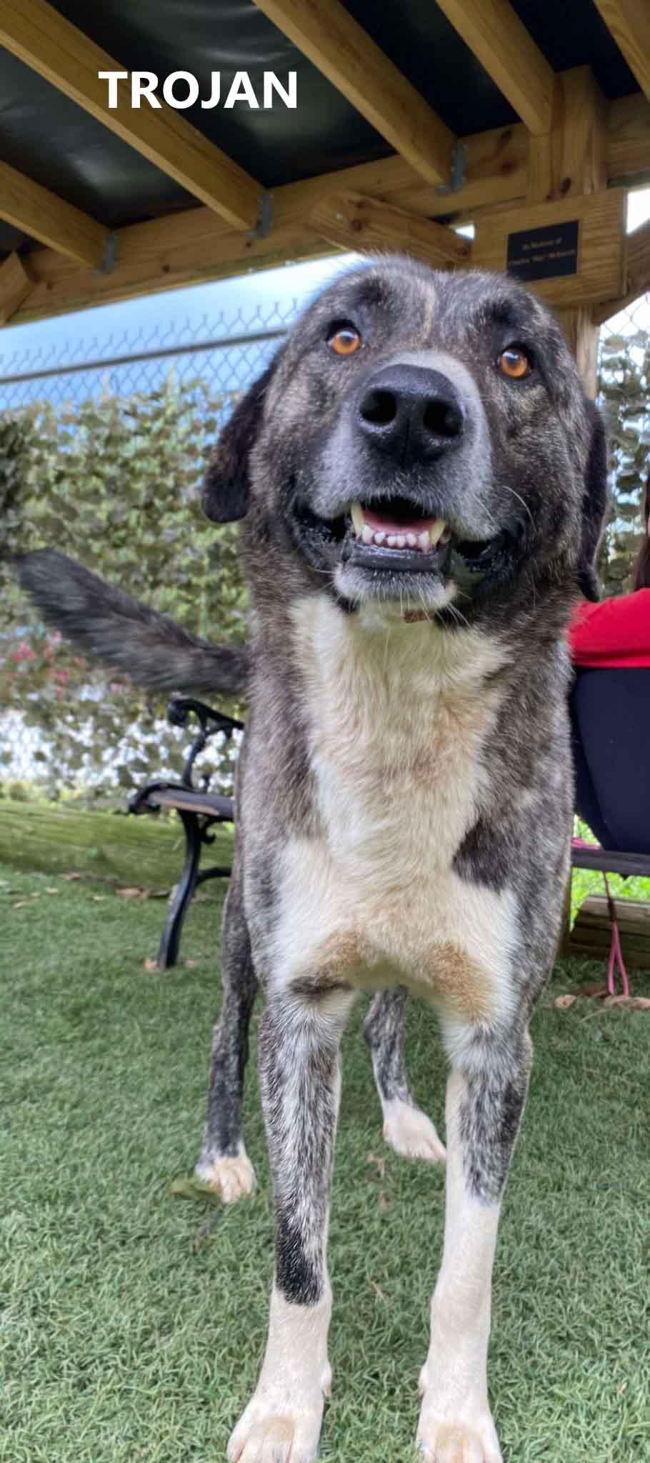 Enlarge Trojan, a Adoptable mixed breed in Washington, GA image 2/3