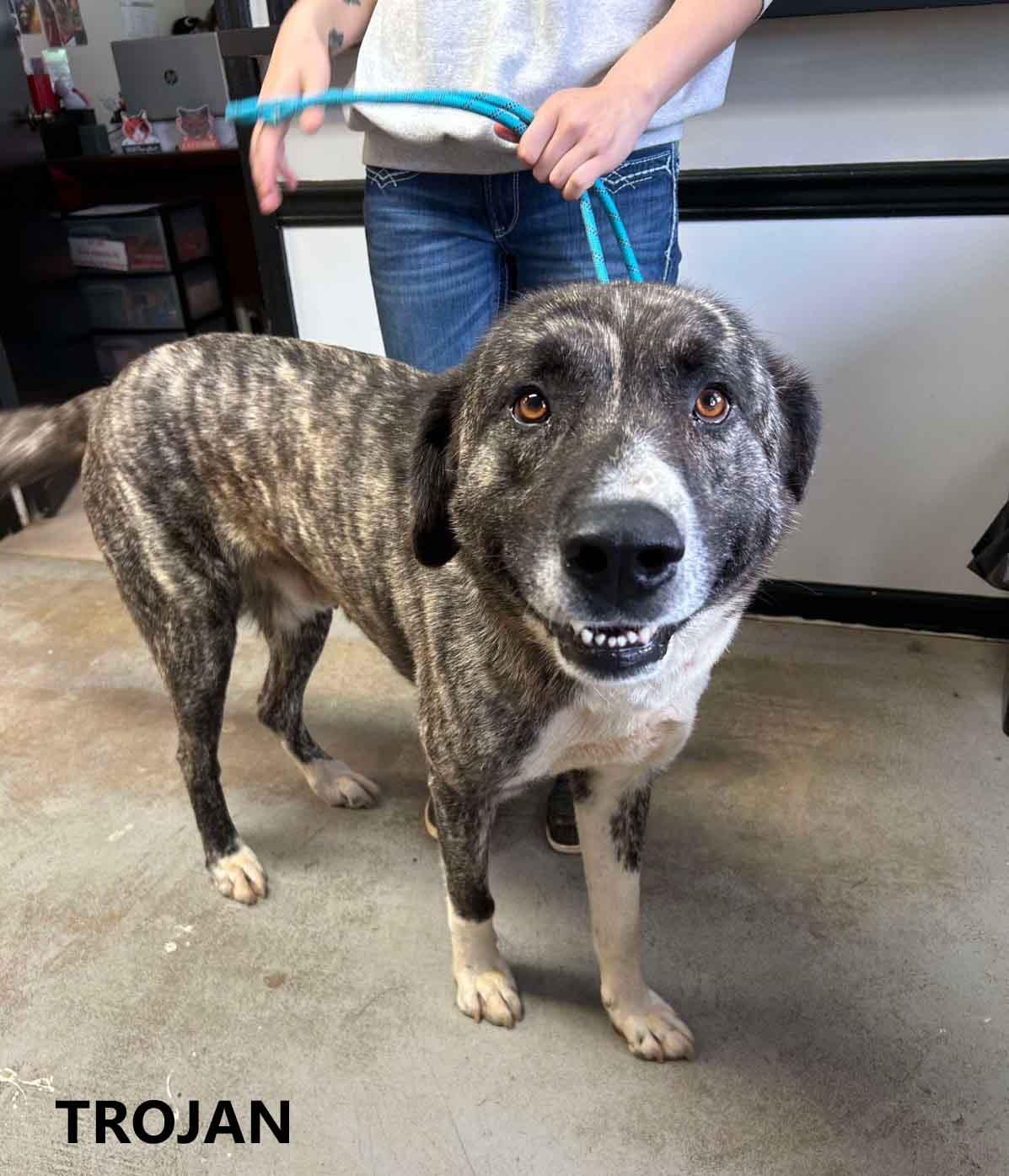 Enlarge Trojan, a Adoptable mixed breed in Washington, GA image 1/3