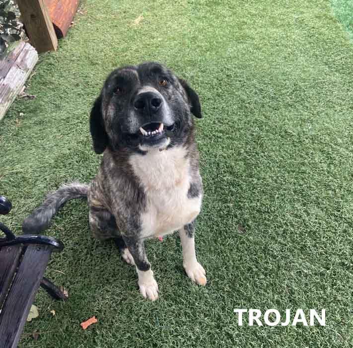 Enlarge Trojan, a Adoptable mixed breed in Washington, GA image 3/3