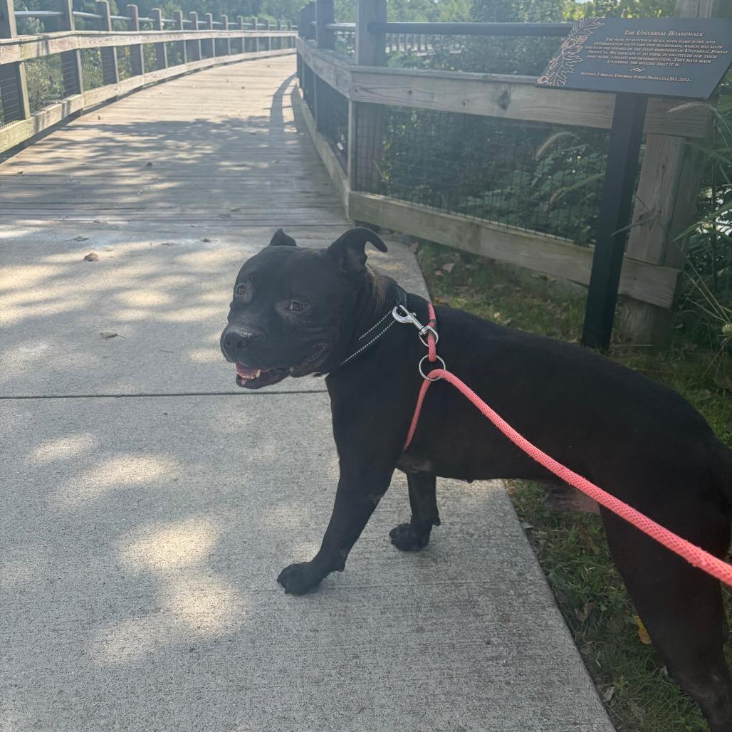 Magee, a Adoptable mixed breed in Grand Rapids, MI image 1/6