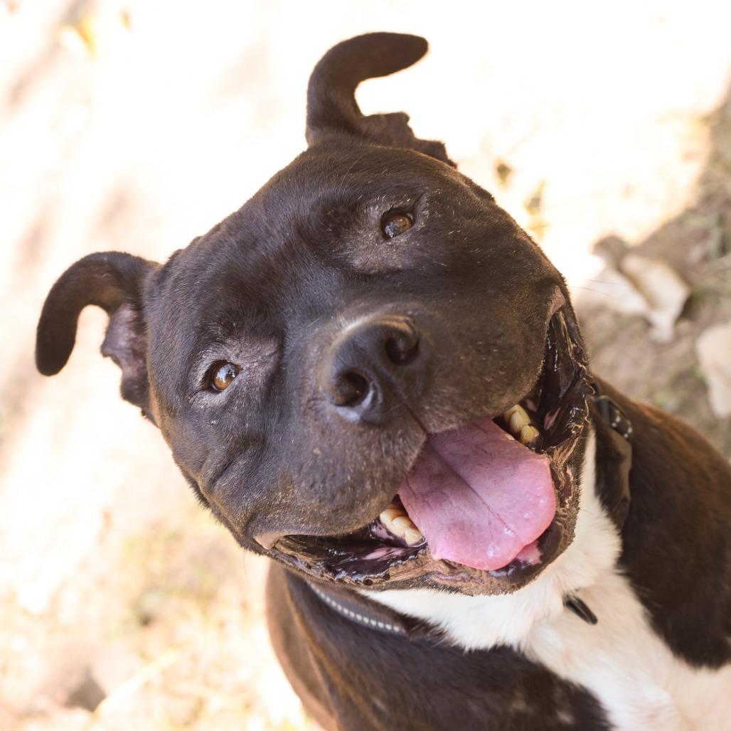 Magee, a Adoptable mixed breed in Grand Rapids, MI image 2/6