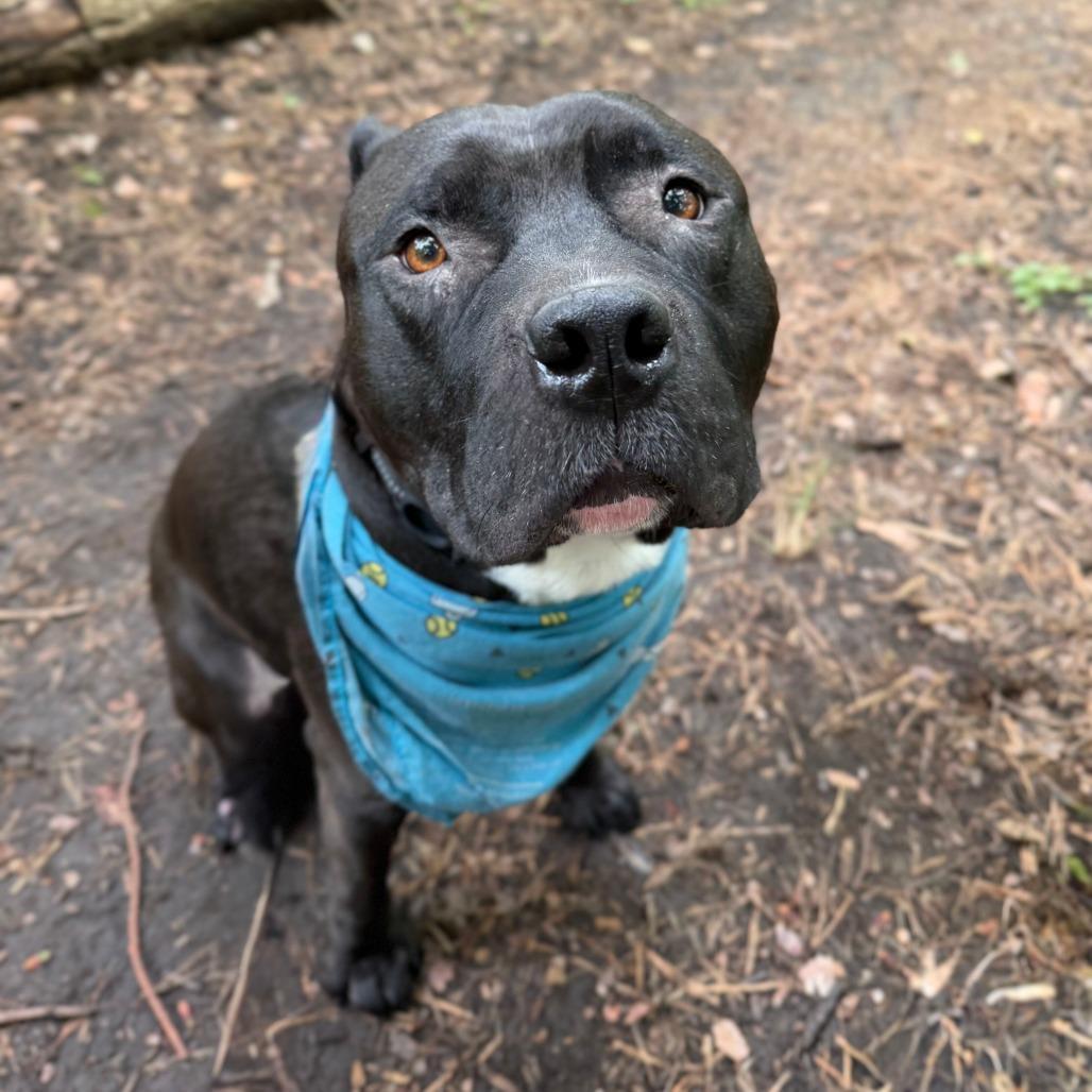 Magee, a Adoptable mixed breed in Grand Rapids, MI image 3/6