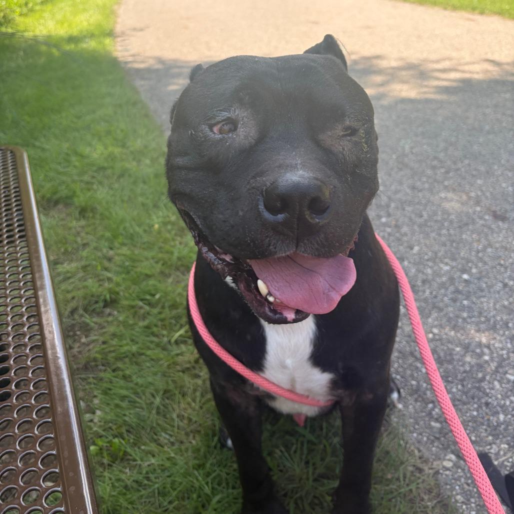 Magee, a Adoptable mixed breed in Grand Rapids, MI image 4/6