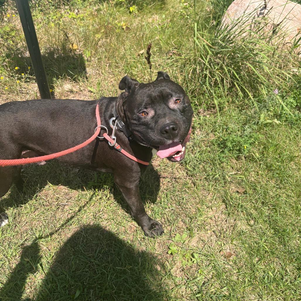 Magee, a Adoptable mixed breed in Grand Rapids, MI image 5/6