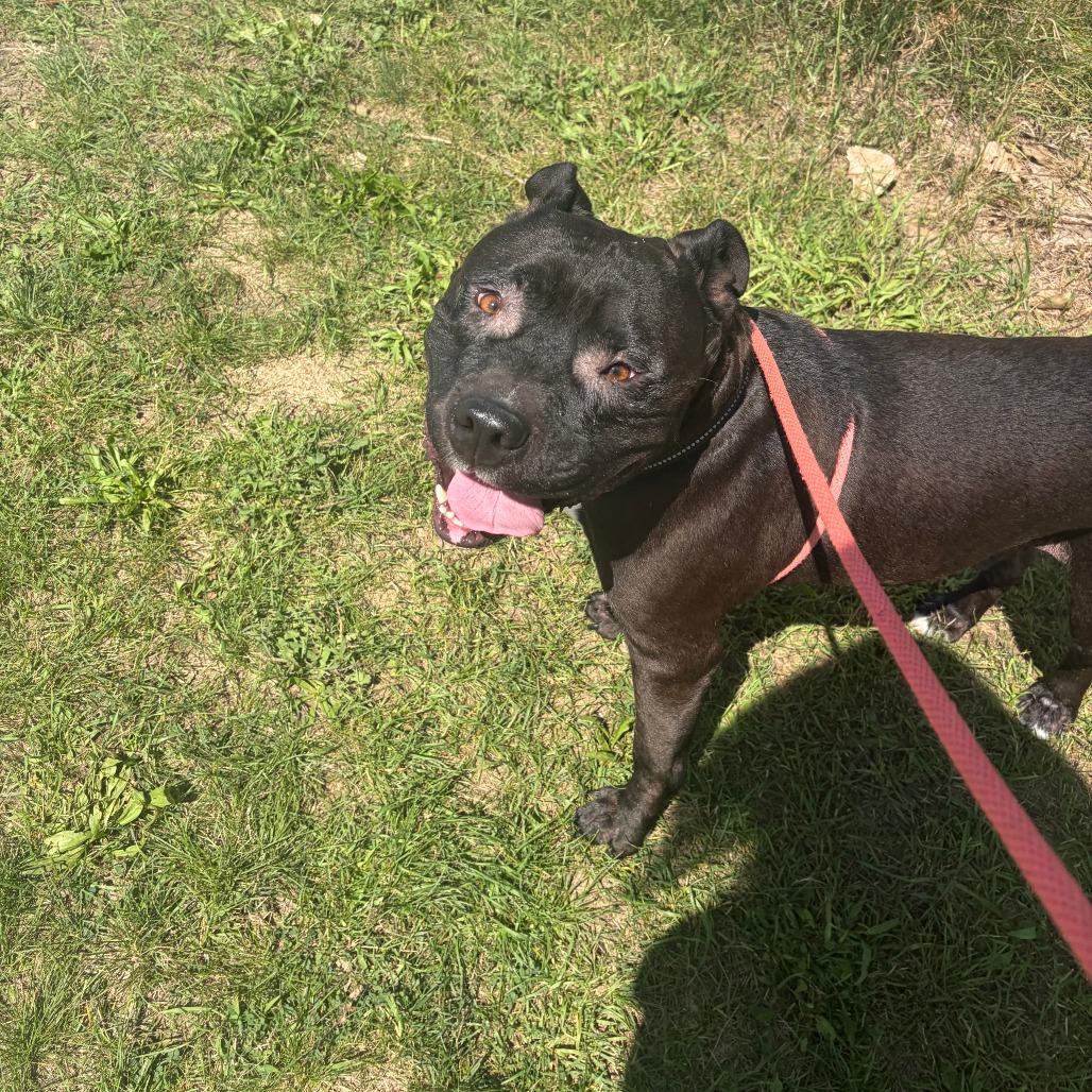 Magee, a Adoptable mixed breed in Grand Rapids, MI image 6/6
