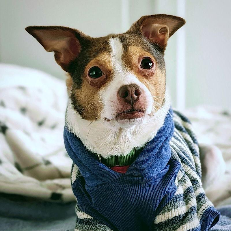 Barkley (VA), Adoptable, Adult Male Rat Terrier & Chihuahua.