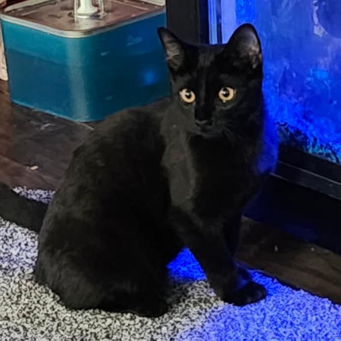 Enlarge HOOTIE, a Adoptable Bombay in Staten Island, NY image 4/5