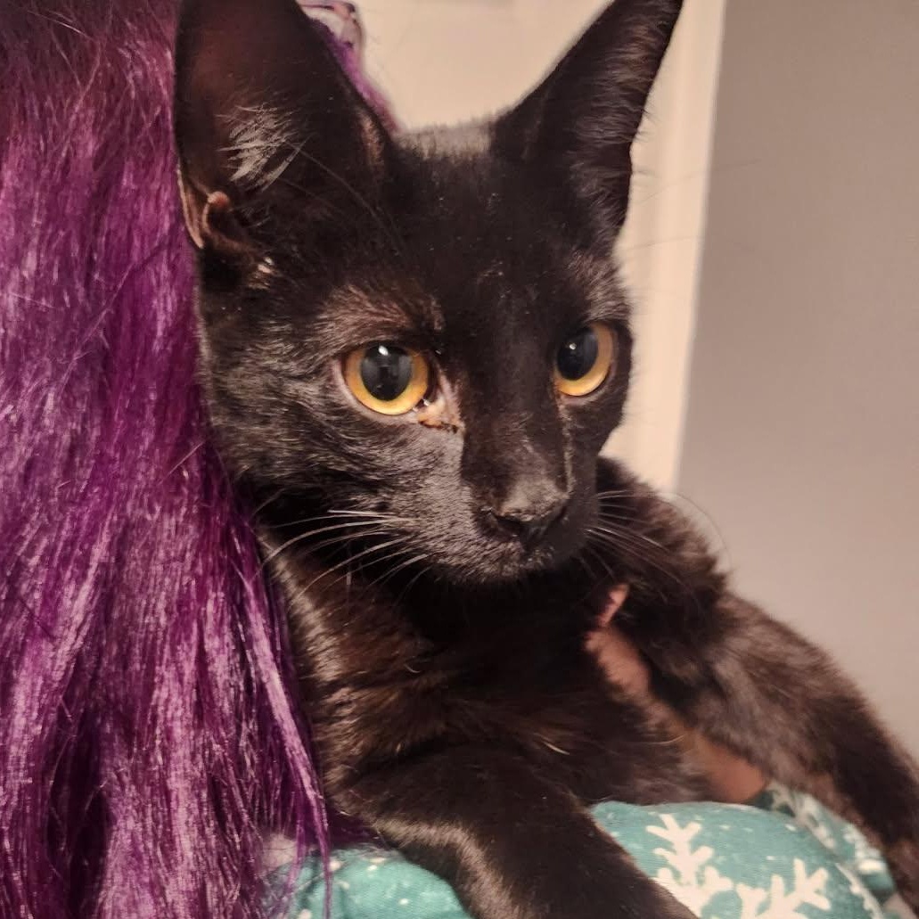 Enlarge HOOTIE, a Adoptable Bombay in Staten Island, NY image 3/5