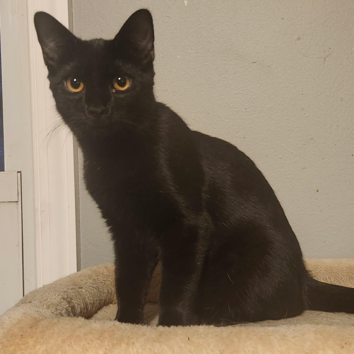 Enlarge HOOTIE, a Adoptable Bombay in Staten Island, NY image 1/5