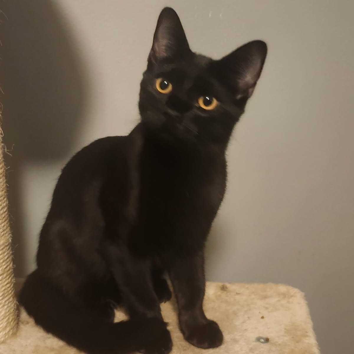 Enlarge HOOTIE, a Adoptable Bombay in Staten Island, NY image 2/5