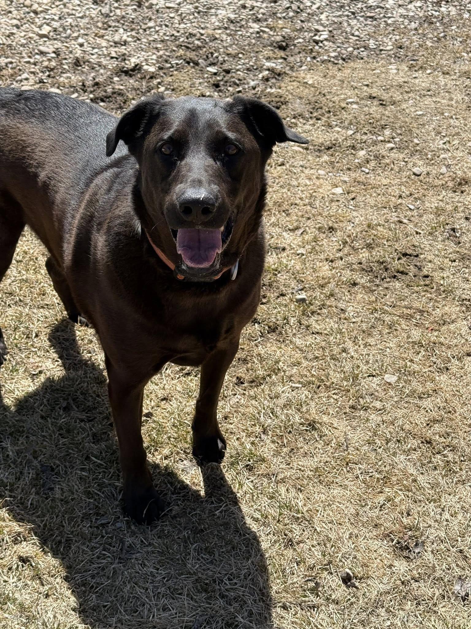 Kao, adopted, Adult Male Labrador Retriever.