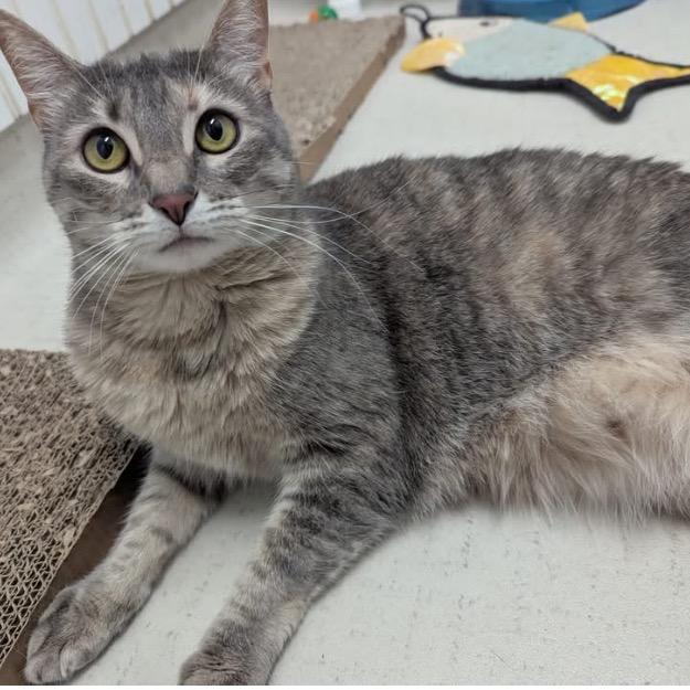 23-158 Bagel, Adoptable, Adult Female Domestic Short Hair.