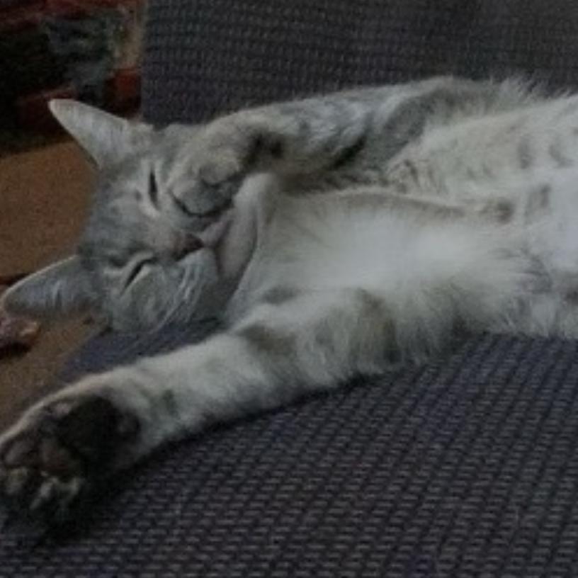 Enlarge 23-158 Bagel, a Adoptable Domestic Short Hair in North Branford, CT image 2/4