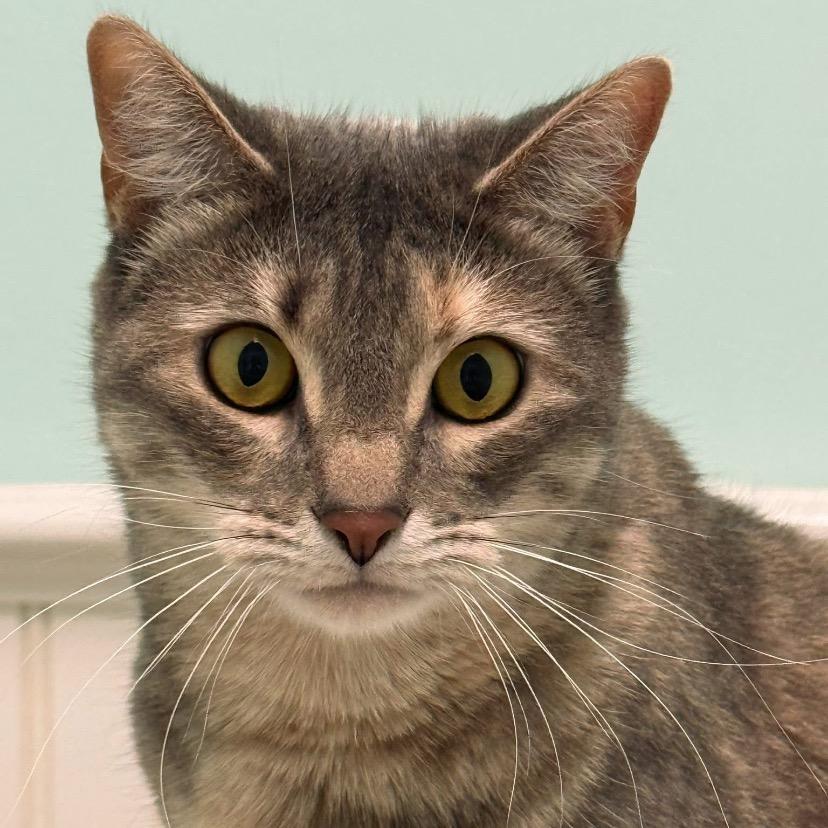 Enlarge 23-158 Bagel, a Adoptable Domestic Short Hair in North Branford, CT image 3/4