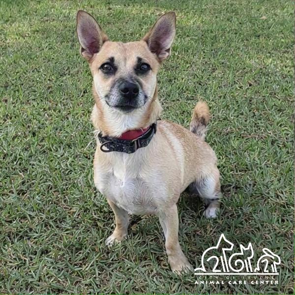 COCOA, Adoptable, Young Female Chihuahua & Mixed Breed.