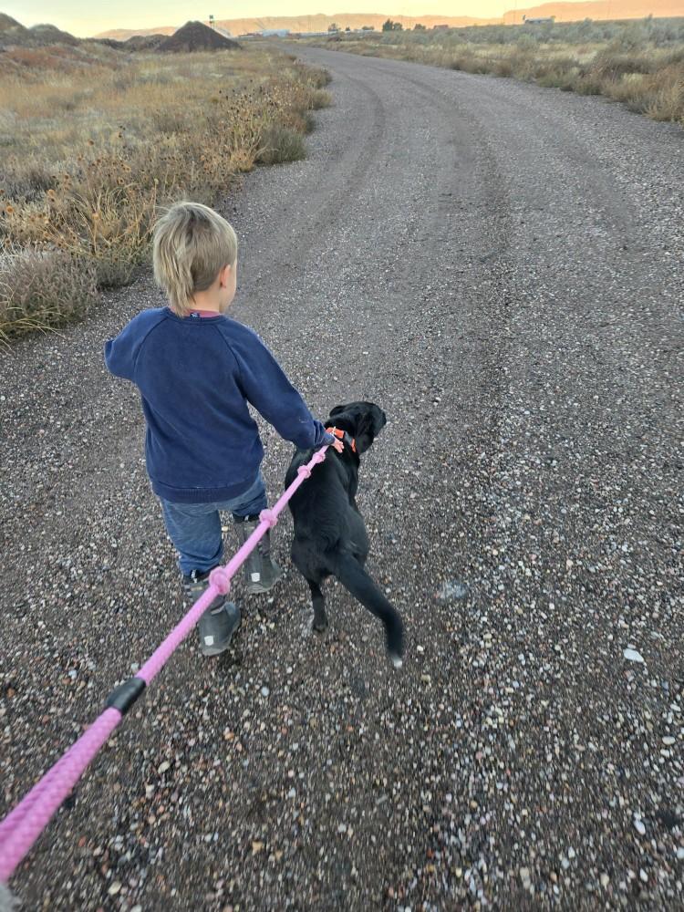 Enlarge Cricket, an adopted mixed breed in Parowan, UT image 5/5