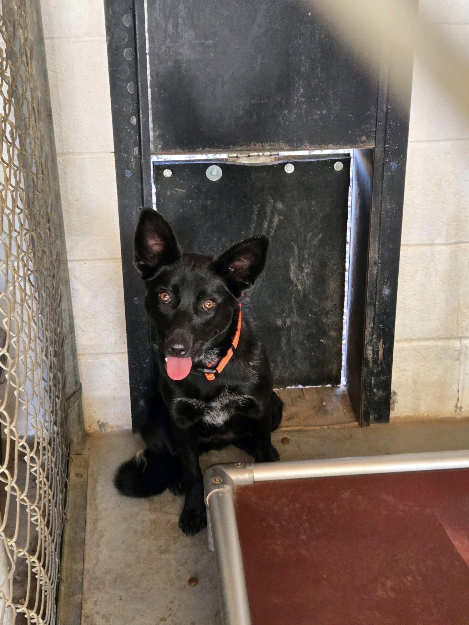Cricket, an adoptable Australian Shepherd in Parowan, UT, 84761 | Photo Image 4