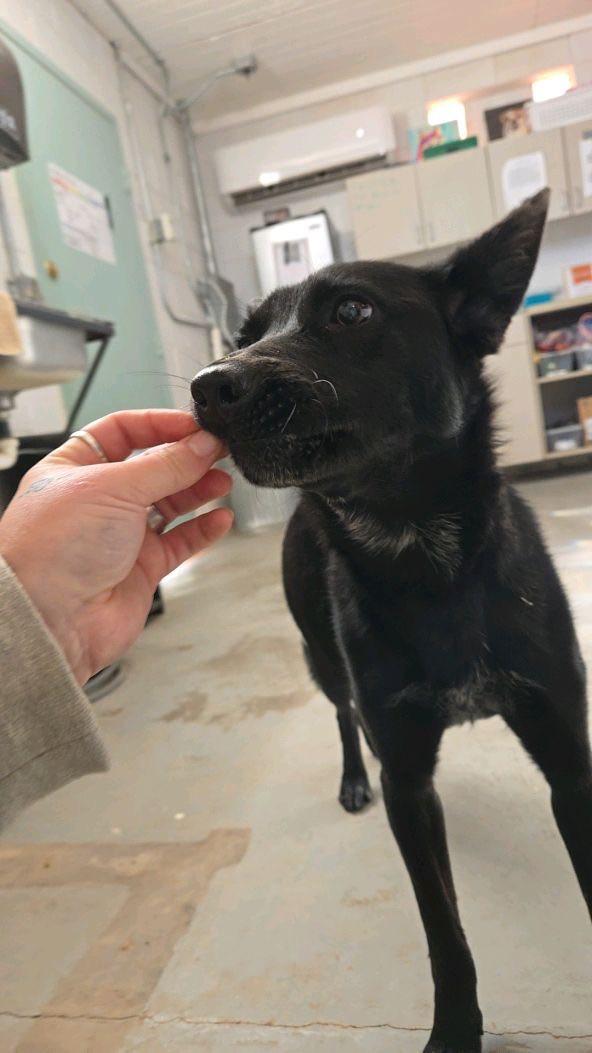 Cricket, an adoptable Australian Shepherd in Parowan, UT, 84761 | Photo Image 2