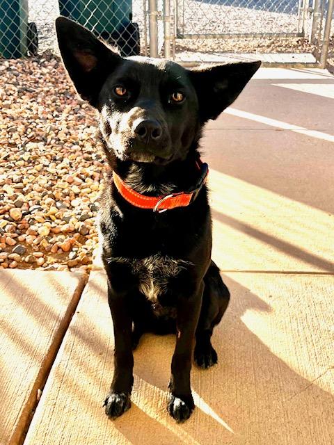 Cricket, adopted, Young Female Australian Shepherd.