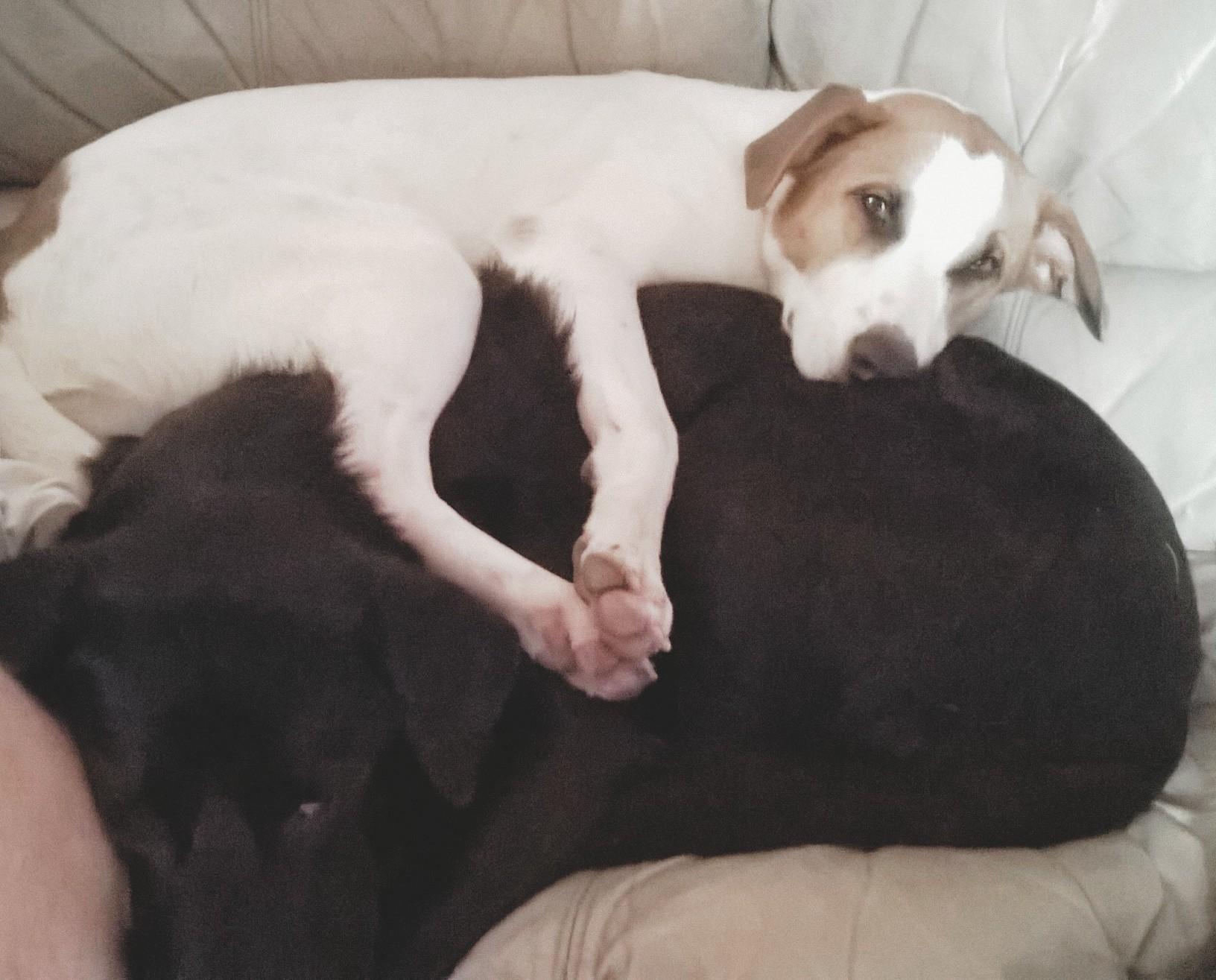 Enlarge Xena, a ADOPTABLE mixed breed in Media, PA image 3/5