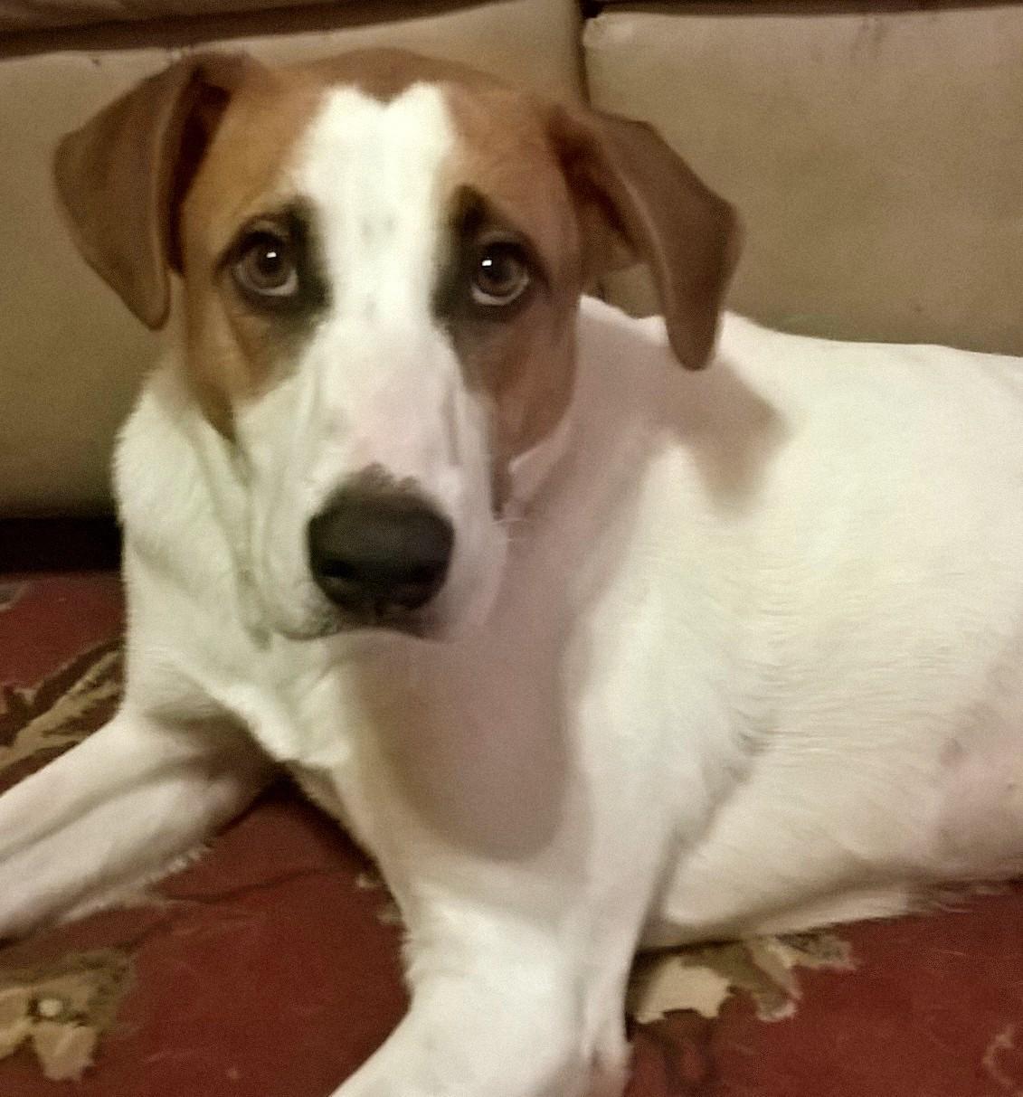 Enlarge Xena, a ADOPTABLE mixed breed in Media, PA image 4/5