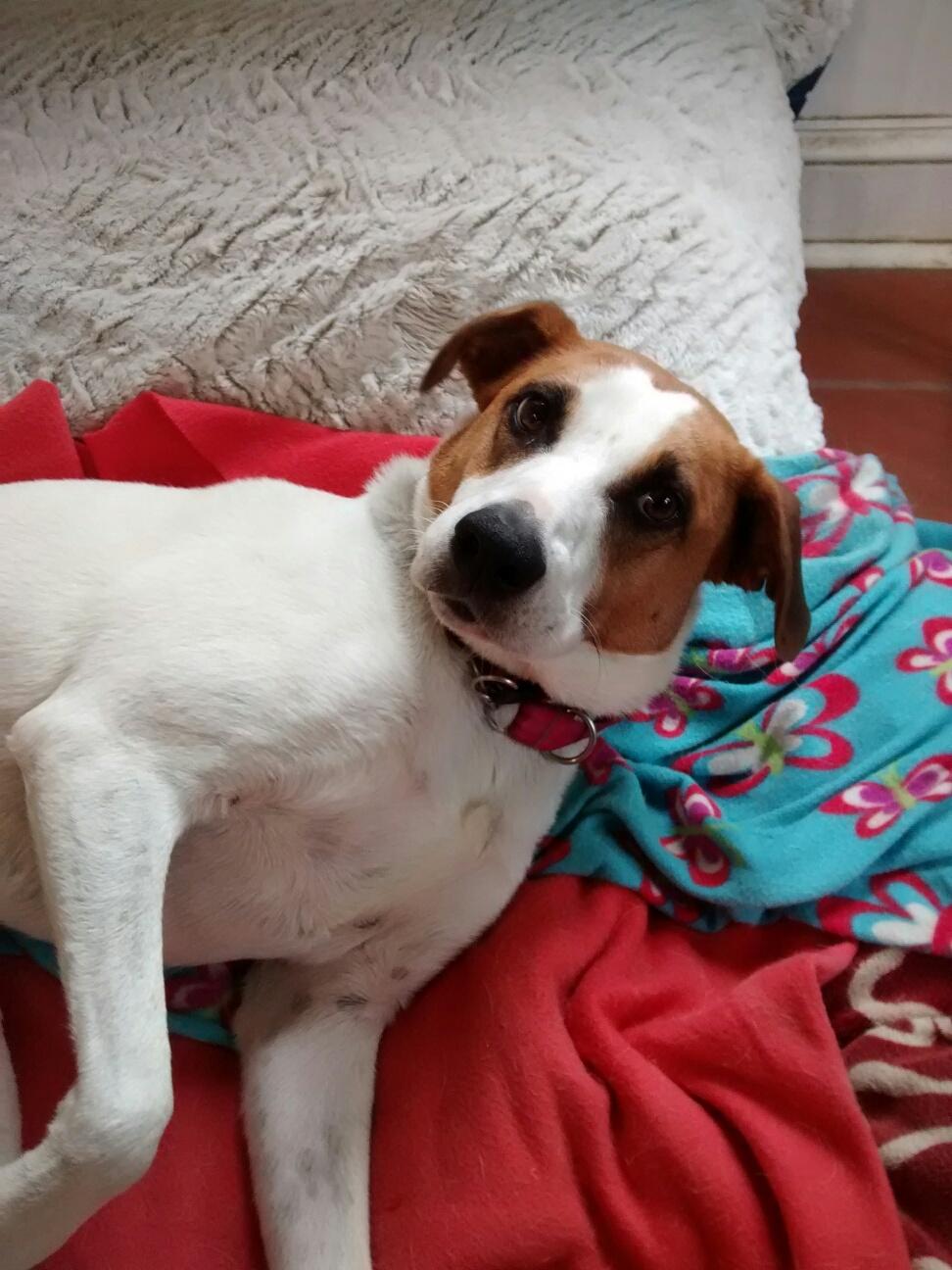 Enlarge Xena, a ADOPTABLE mixed breed in Media, PA image 2/5