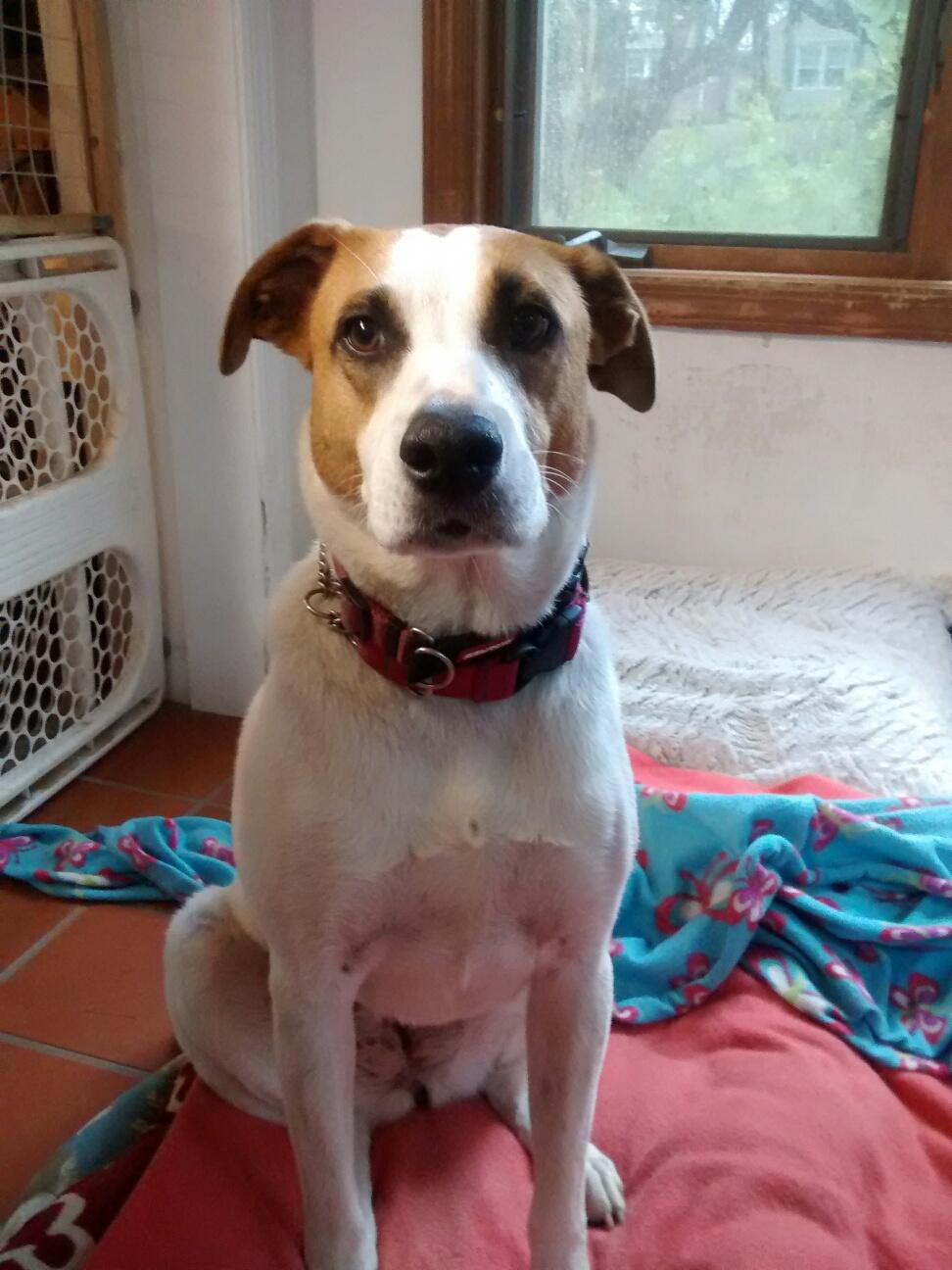 Enlarge Xena, a ADOPTABLE mixed breed in Media, PA image 5/5