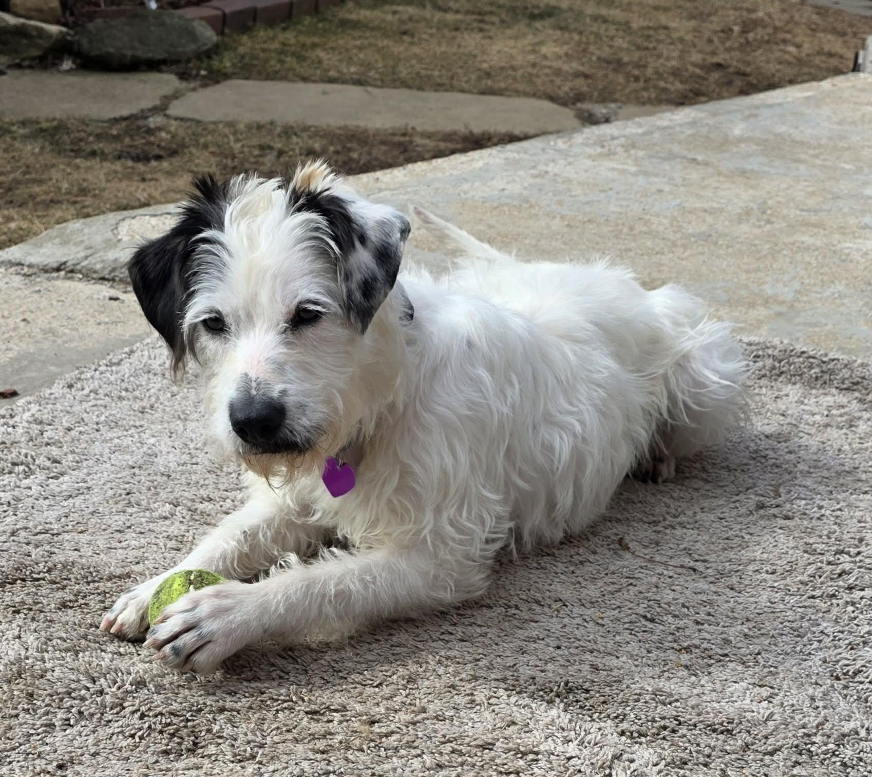 Enlarge Dora, a ADOPTABLE mixed breed in Byron, IL image 1/6