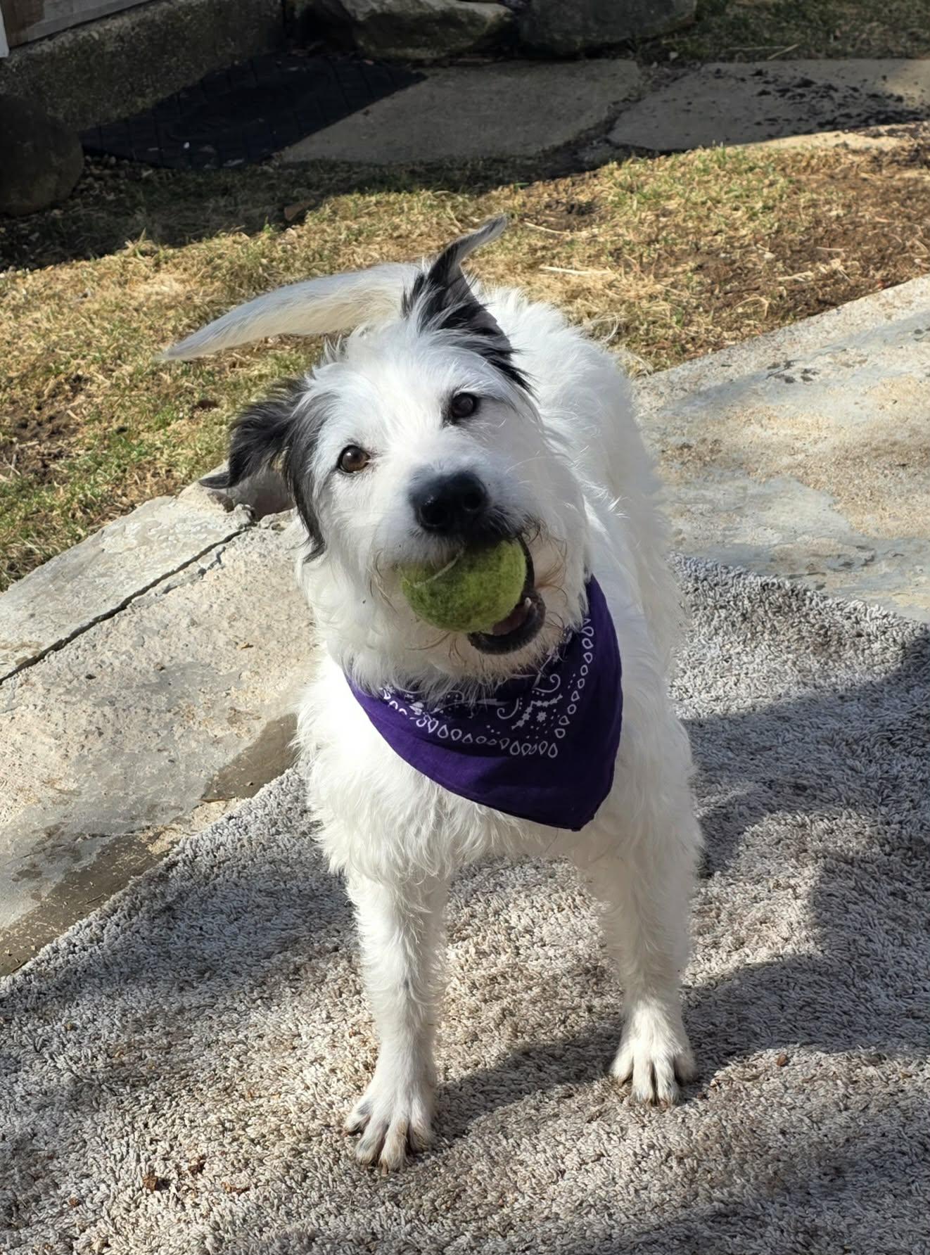 Enlarge Dora, a ADOPTABLE mixed breed in Byron, IL image 5/6