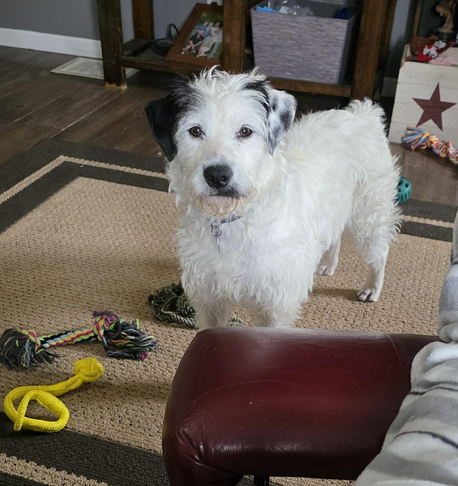 Enlarge Dora, a ADOPTABLE mixed breed in Byron, IL image 6/6