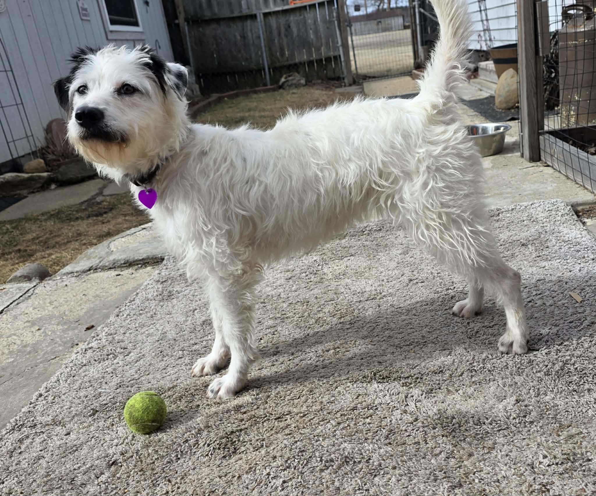 Enlarge Dora, a ADOPTABLE mixed breed in Byron, IL image 2/6