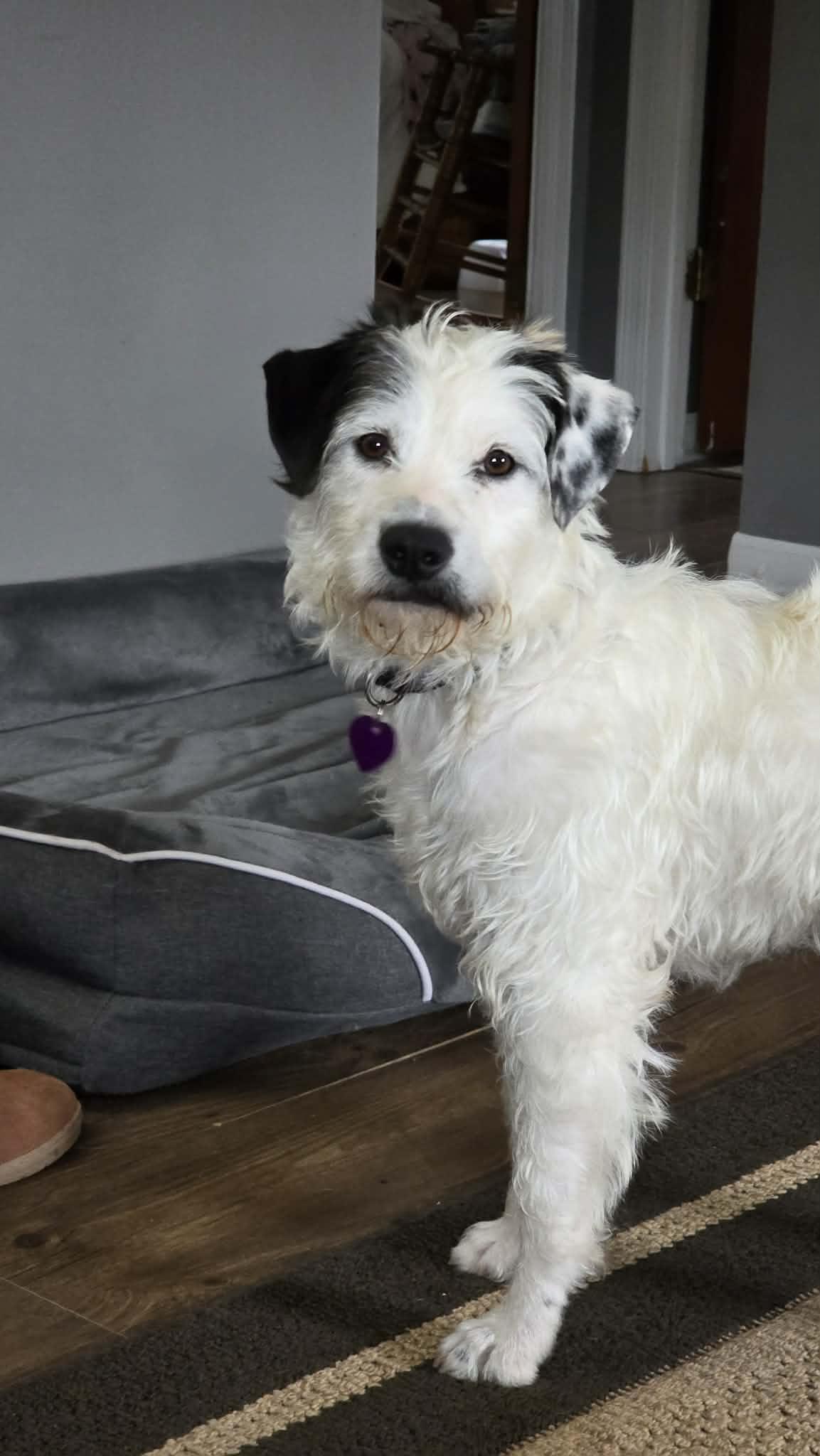 Enlarge Dora, a ADOPTABLE mixed breed in Byron, IL image 3/6