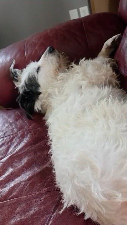 Enlarge Dora, a ADOPTABLE mixed breed in Byron, IL video 4/6